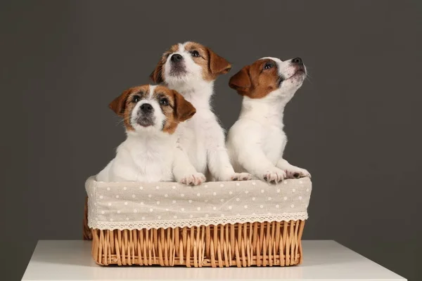 Kicsi kutyák-ban kosár. Közelről. Szürke háttér — Stock Fotó