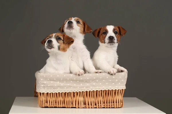 Jack Russell terriers en canasta de mimbre. De cerca. Fondo gris — Foto de Stock