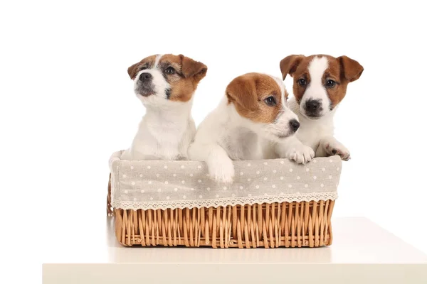 Pequeño Jack Russell terriers en canasta de mimbre. De cerca. Fondo blanco — Foto de Stock