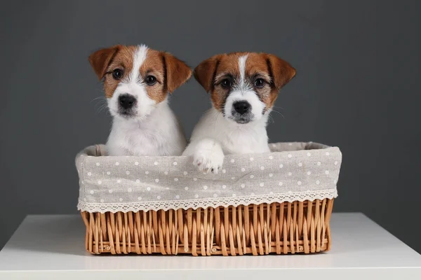 Jack russells a kosárba. Közelről. Szürke háttér — Stock Fotó