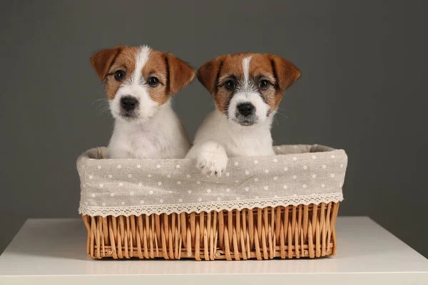 Funny jack russell terriers in the bed. Close up. Gray background — Stock Photo, Image