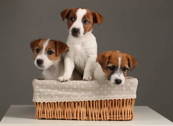 Perros pequeños en la cesta. De cerca. Fondo gris — Foto de Stock