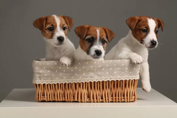 Puppies in the basket. Close up. Gray background — Stock Photo, Image