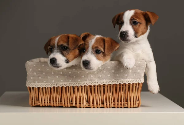 Three dogs in the basket. Close up. Gray background — Stock Photo, Image