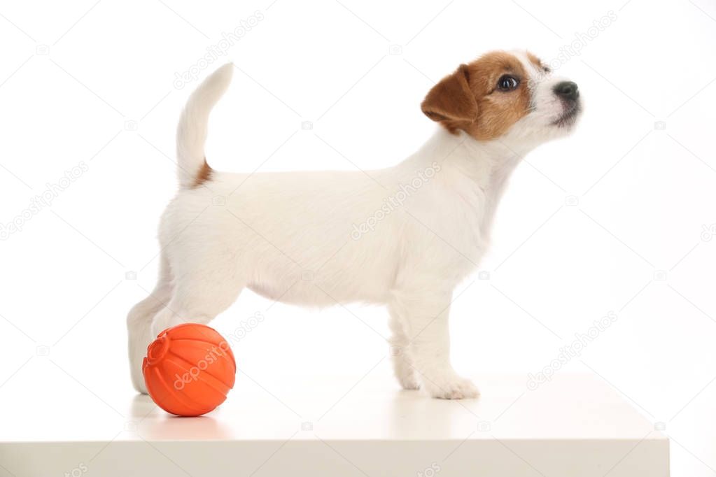Puppy of jack russell terrier with a red ball