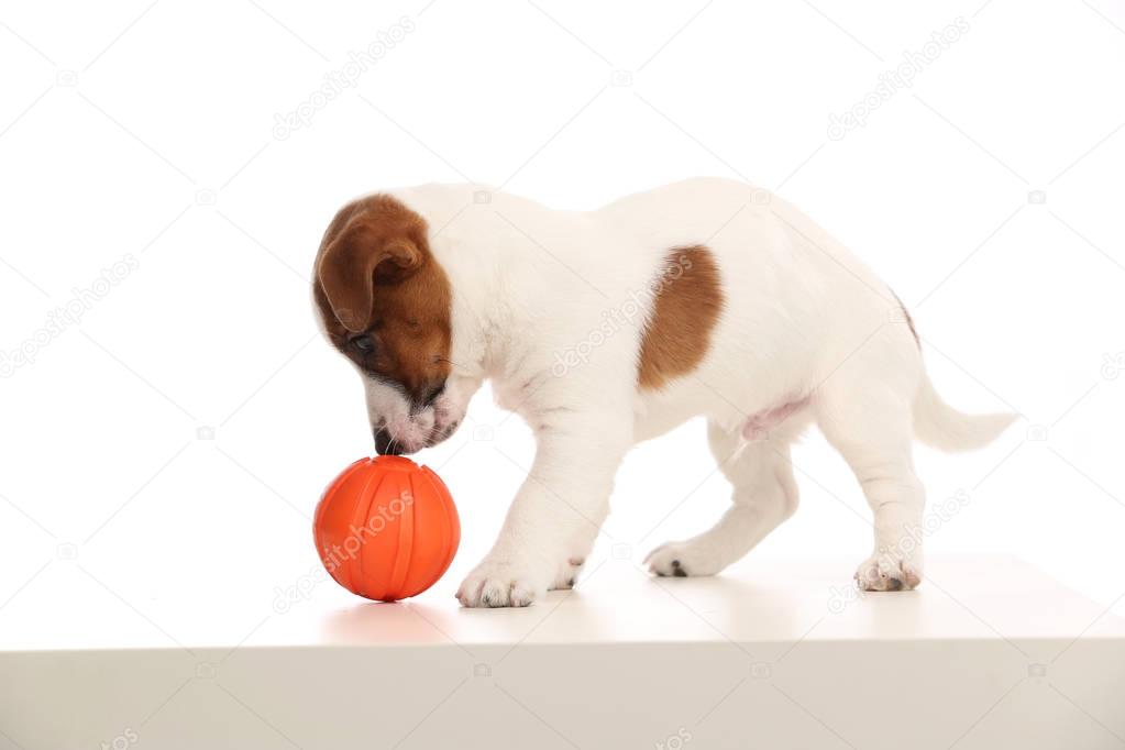 Puppy of jack russell terrier playing with a red ball