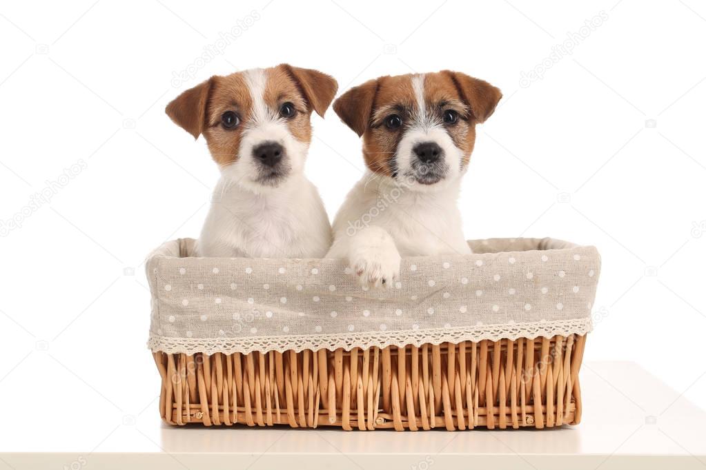 Funny jack russells in the bed. Close up. White background