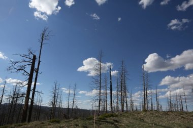 Arizona ölü ağaçlar