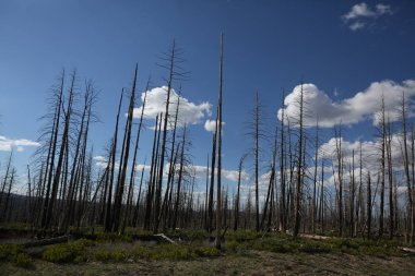 Arizona kuru ağaçlar