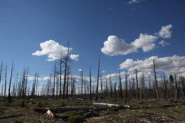 Arizona çorak ağaçlar