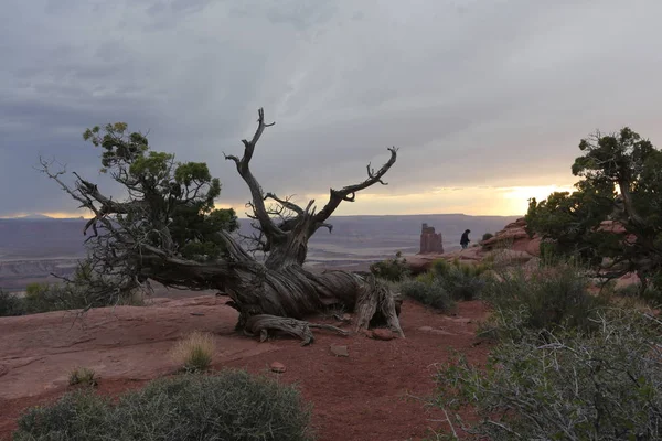 Gran cañón y viejo árbol seco — Foto de Stock