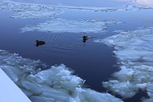 Deux canards dans la rivière lac hivernant froid — Photo