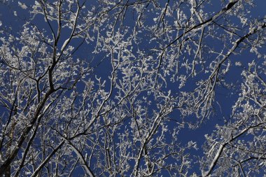 Kışın ağaç dalları