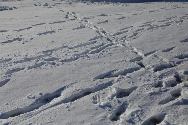 Pegadas na neve branca — Fotografia de Stock