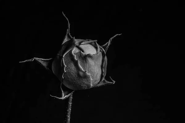 黑与白玫瑰花蕾 — 图库照片
