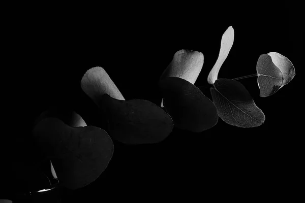 어둠 속에서 잎입니다. 흑인과 백인 — 스톡 사진
