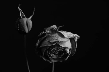 Siyah beyaz iki gül