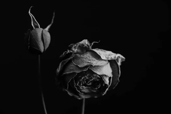 Duas rosas em preto e branco — Fotografia de Stock