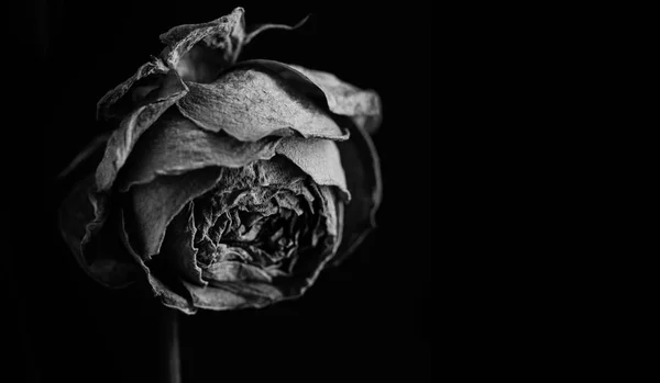 Rose no escuro. Preto e branco — Fotografia de Stock