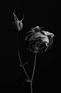 Siyah beyaz iki gül goncası