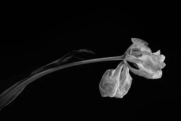 검은 바탕에 꽃 wilted 흑인과 백인 — 스톡 사진