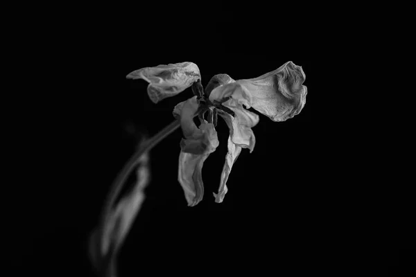 Une fleur mourante dans le noir. Noir et blanc — Photo