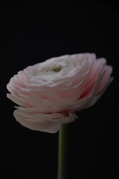 Ranúnculo rosa sobre fondo negro. De cerca. — Foto de Stock