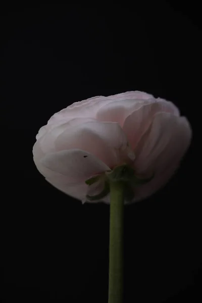 Bottom of the ranunculus — Stock Photo, Image