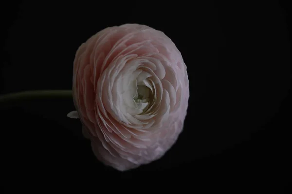 Pink ranunculus on black background — Stock Photo, Image