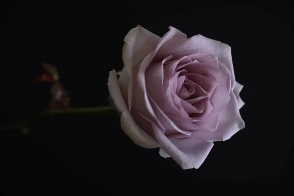 어둠 속에서 핑크 로즈 — 스톡 사진