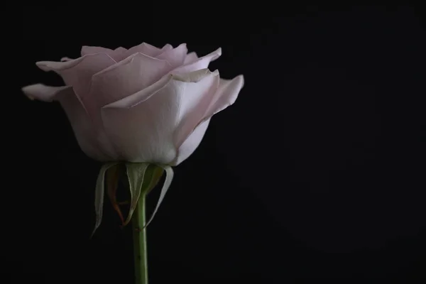 Роза на чорному тлі — стокове фото