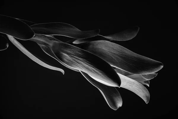 Rostlina v černé a bílé — Stock fotografie