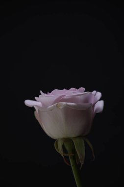 Parlak gül. Siyah arka plan