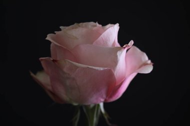 Güzel pembe gül. Siyah arka plan