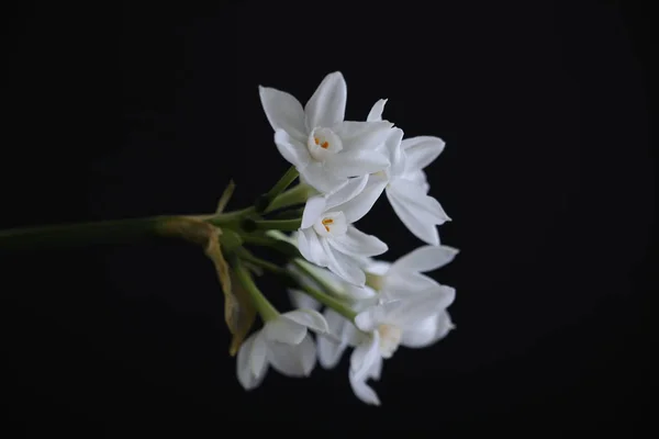 어둠 속에서 수 하 선의 밝은 꽃 클로즈업 — 스톡 사진