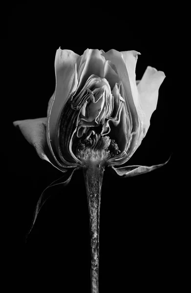 Black rose in the cut. Black background