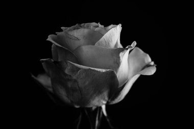 Güzel gül. Balck ve beyaz