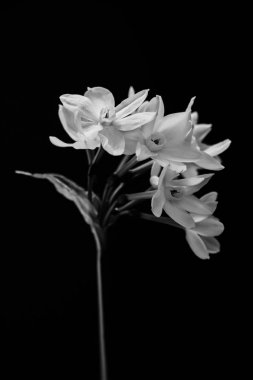 Zerrin. Siyah ve beyaz