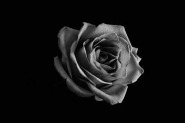 Siyah ve beyaz gül çiçeği. Yakın çekim