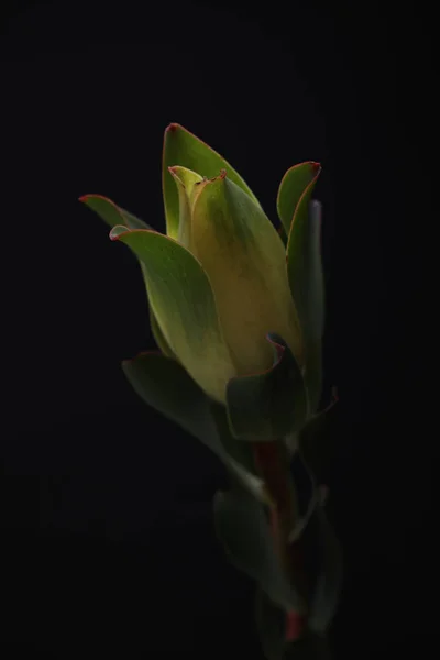 Fleur verte sur fond noir — Photo