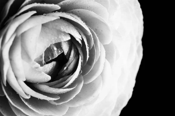 Huge black ranunculus. Close up — Stock Photo, Image