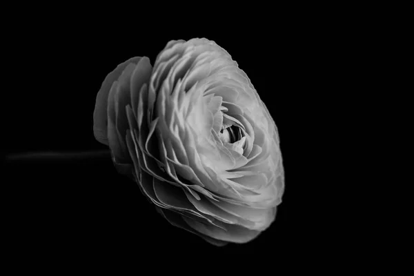 Lush flower. Black and white