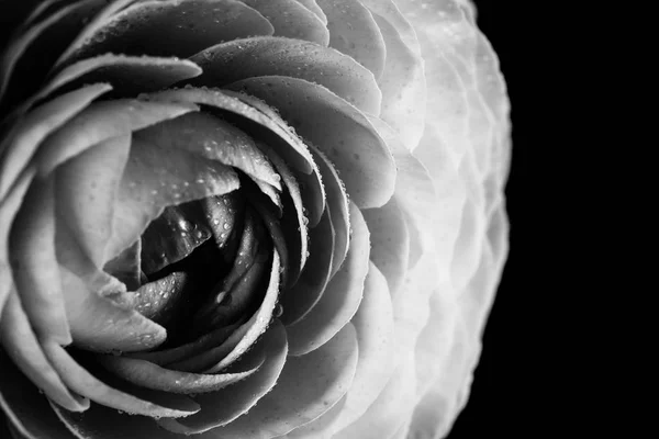 Buf of the ranunculus in balck and white — Stock Photo, Image