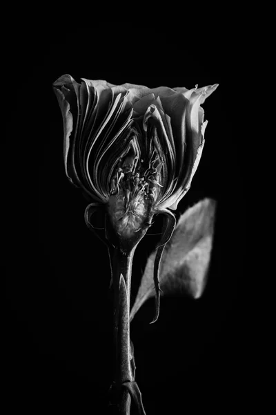 Темна троянда в розрізі. Чорний фон — стокове фото