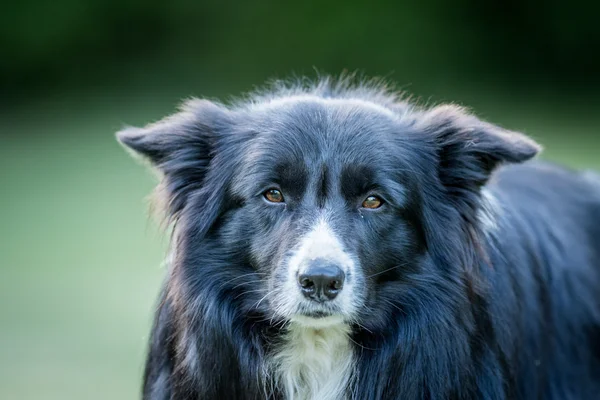 主演的黑色和白色边境牧羊犬. — 图库照片