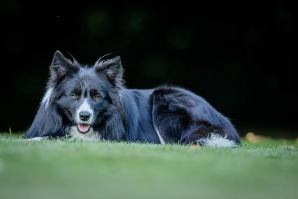 Protagonizada por Border Collie en blanco y negro . —  Fotos de Stock