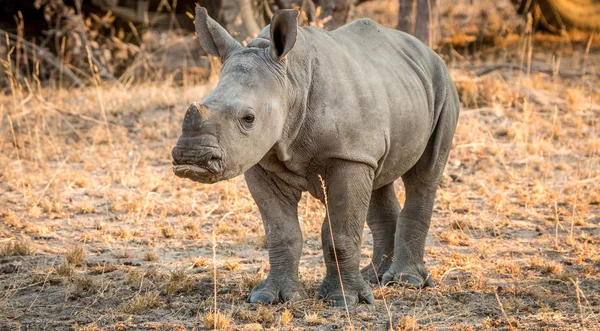 Bambino protagonista Rinoceronte bianco . — Foto Stock