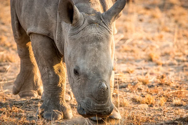 Grazing baby White rhino. — Stock Photo, Image