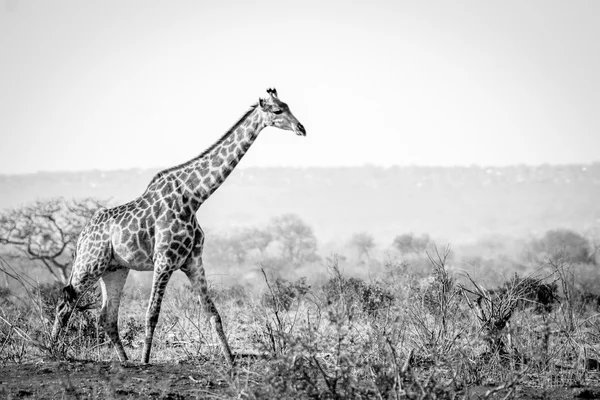Giraffe walking in the bush in black and white. — Stock Photo, Image