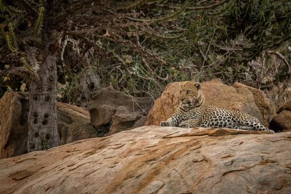 Leopard på klipporna. — Stockfoto